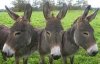 donkeys.jpg