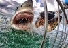 gopro-greatwhite.jpg