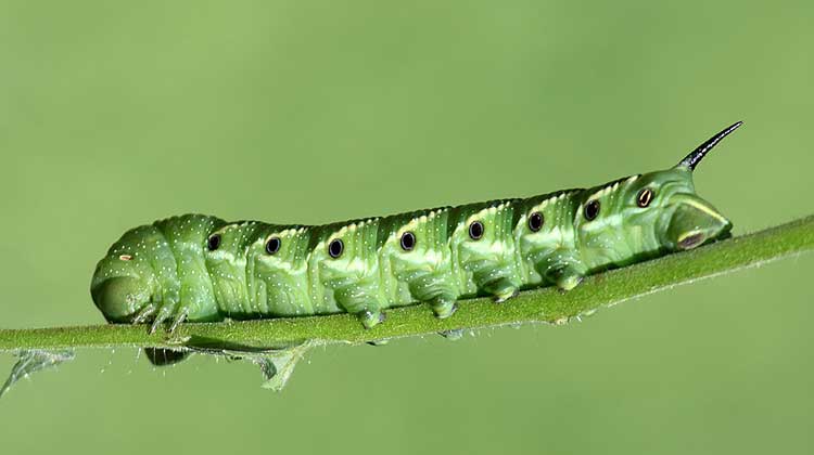 tomato-hornworm-larvae.jpg