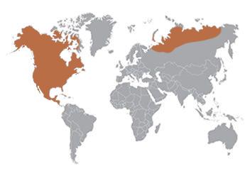 World Map, with North America and extreme north of Asia highlighted